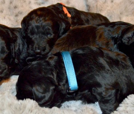 cockapoo-puppies-for-sale-content6