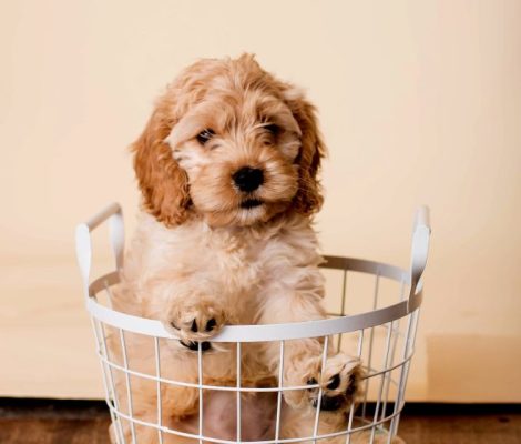 cockapoo-puppies-for-sale-content7