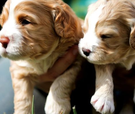 cockapoo-puppies-for-sale-content8